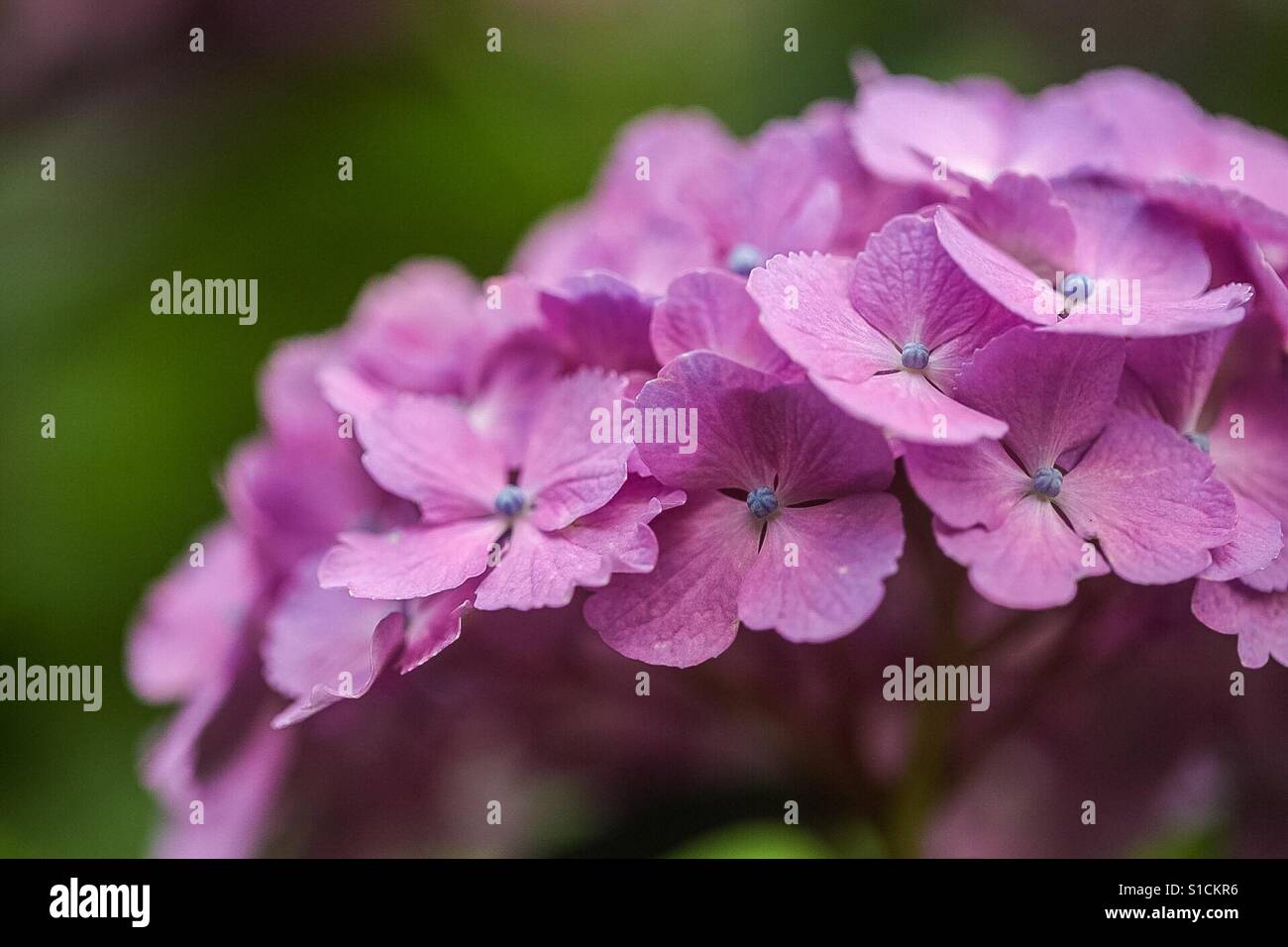 Japanese hydrangea Stock Photo Alamy