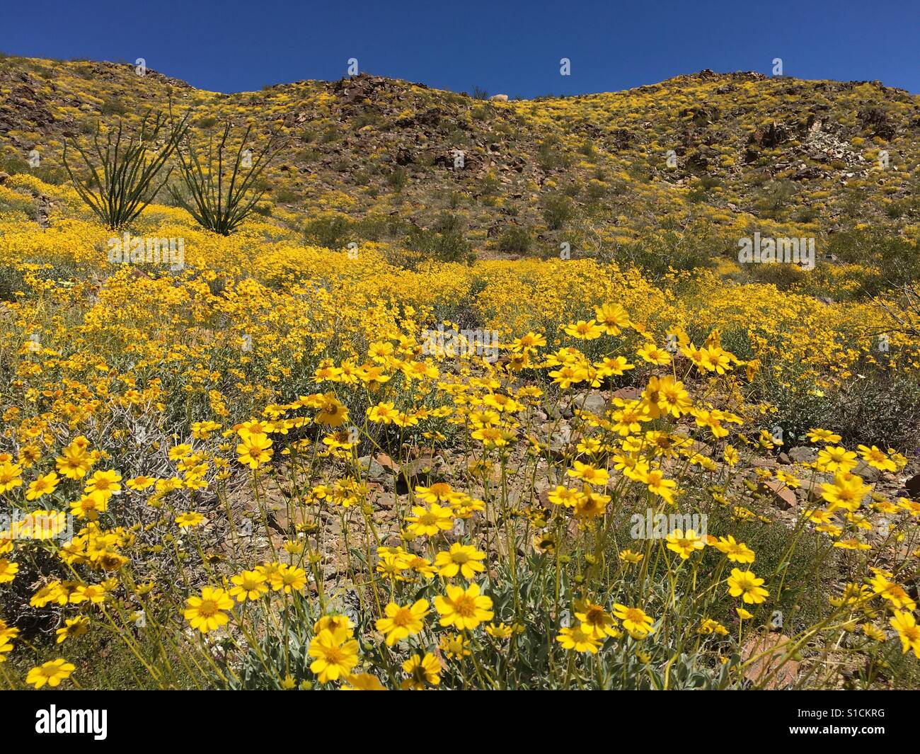 Wildflower 'super bloom' after rare winter rains at Joshua Tree National Park in Southern California. 2nd April 2017 - Smartphone Captured Stock Image Wildflower 'super bloom' after rare winter rains at Joshua Tree National Park in Southern California. 2nd April 2017 - Smartphone Captured Stock Image
