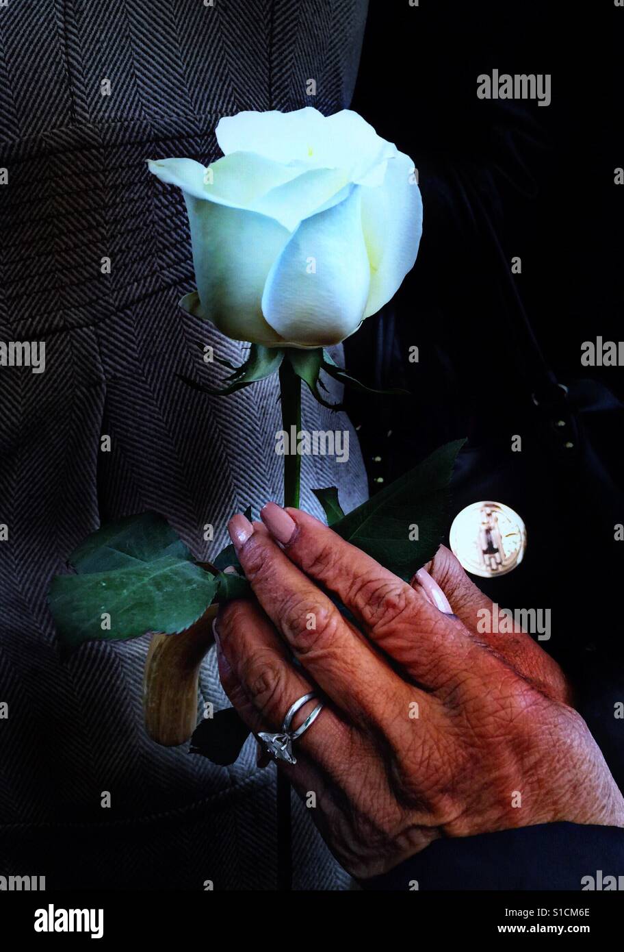 Special white long stem rose held with special hands Stock Photo