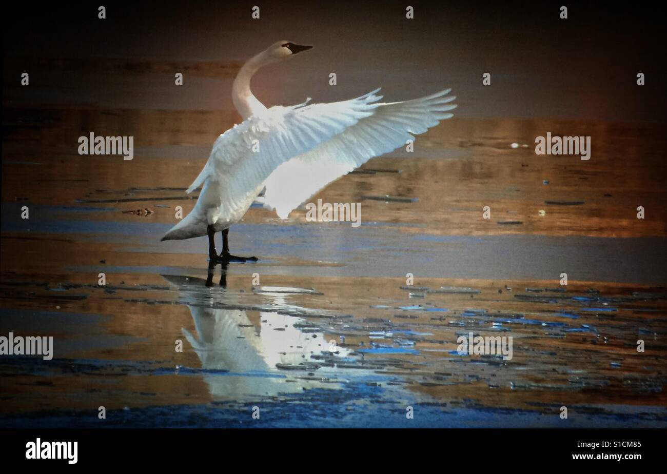 Trumpeter swan reflection.  Cygnus buccinator - Smartphone Captured Stock Image