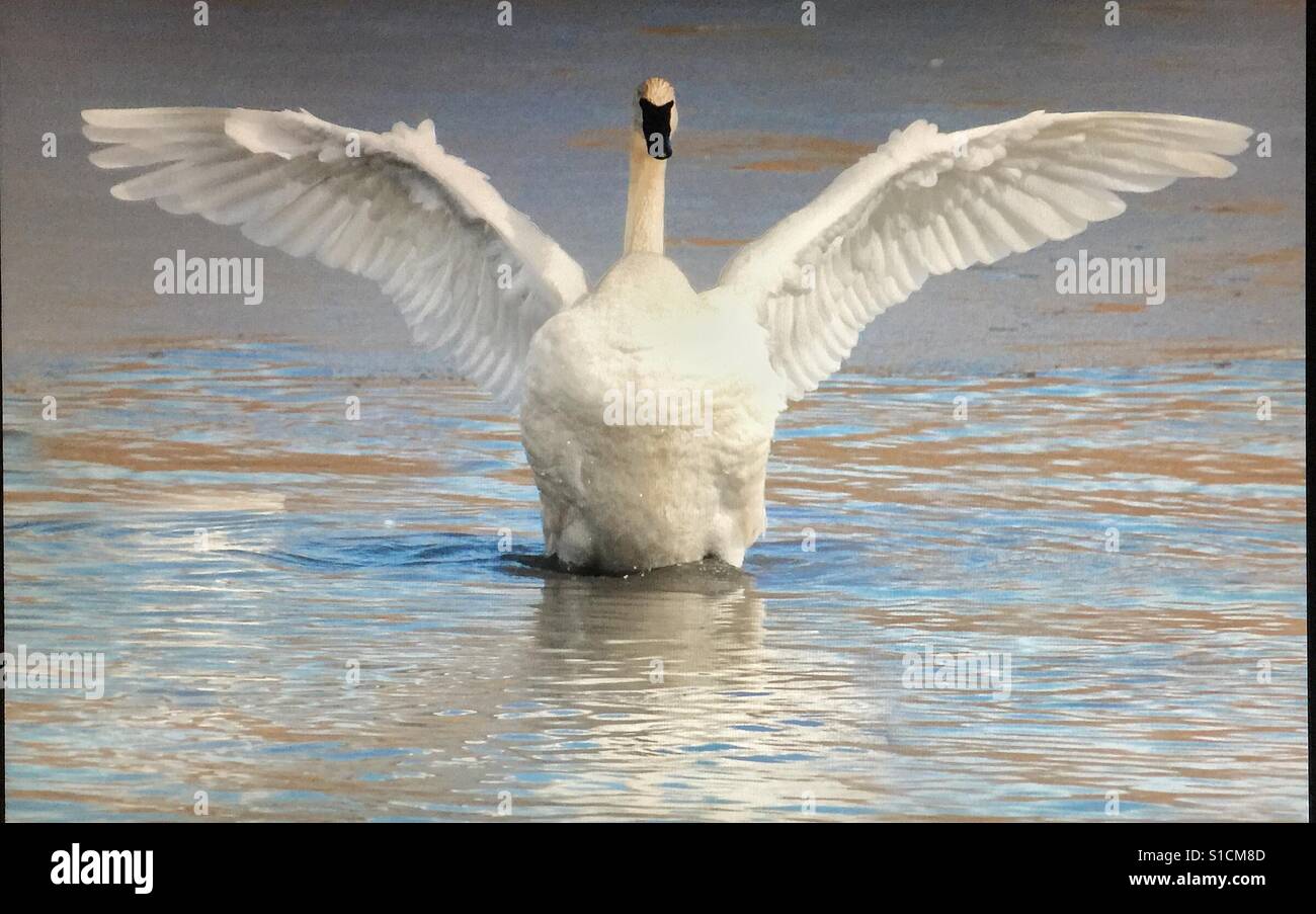 Trumpeter swan reflection.  Cygnus buccinator - Smartphone Captured Stock Image