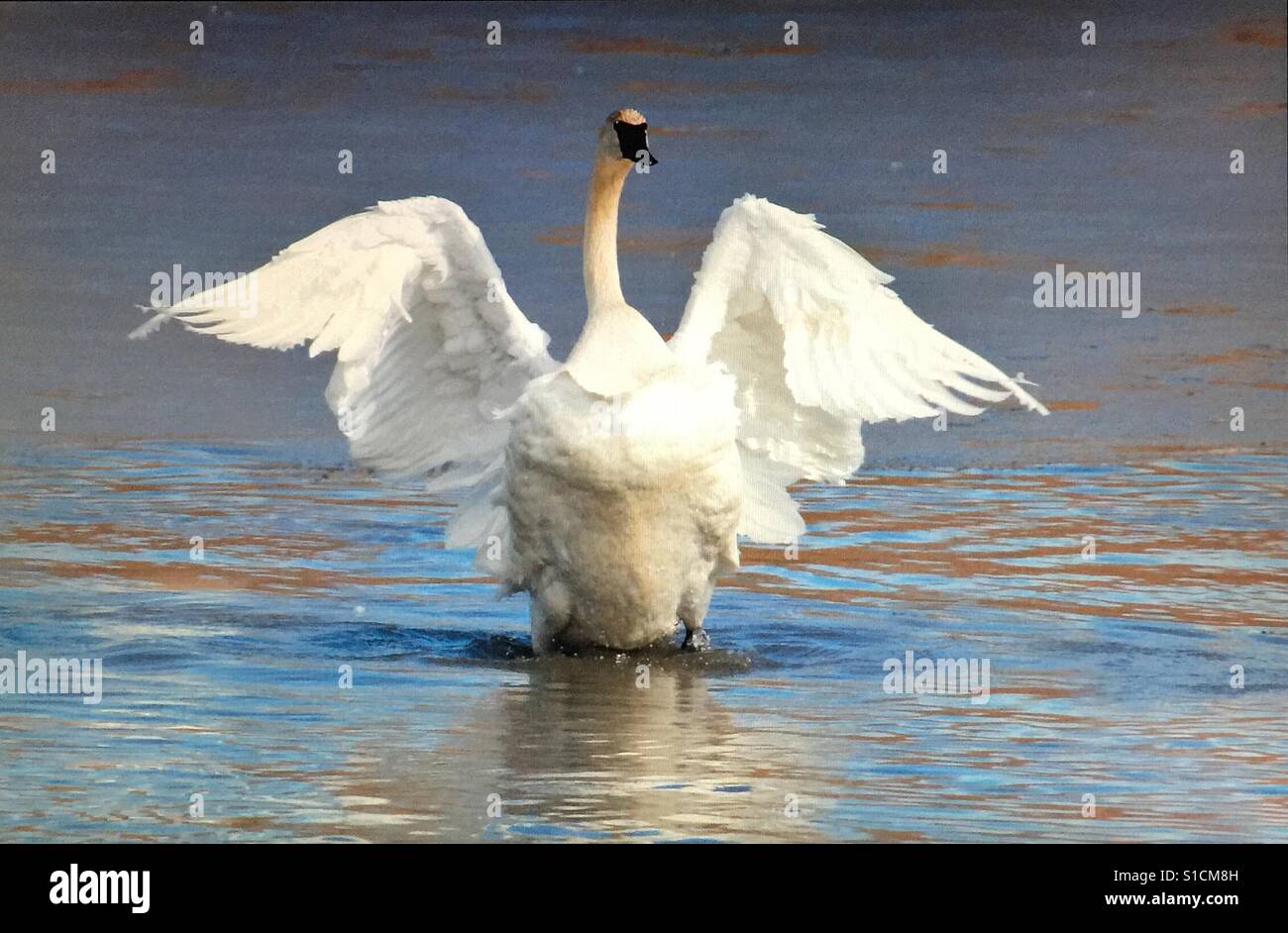 Trumpeter swan reflection.  Cygnus buccinator - Smartphone Captured Stock Image