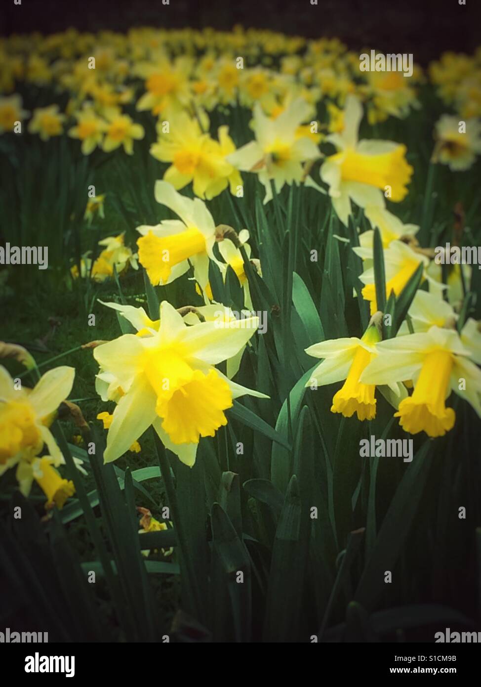 Daffodils in the garden England UK Stock Photo