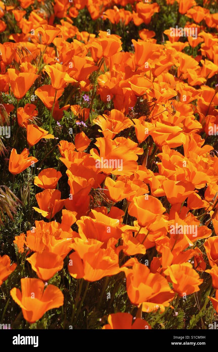 Orange wild flowers Stock Photo Alamy