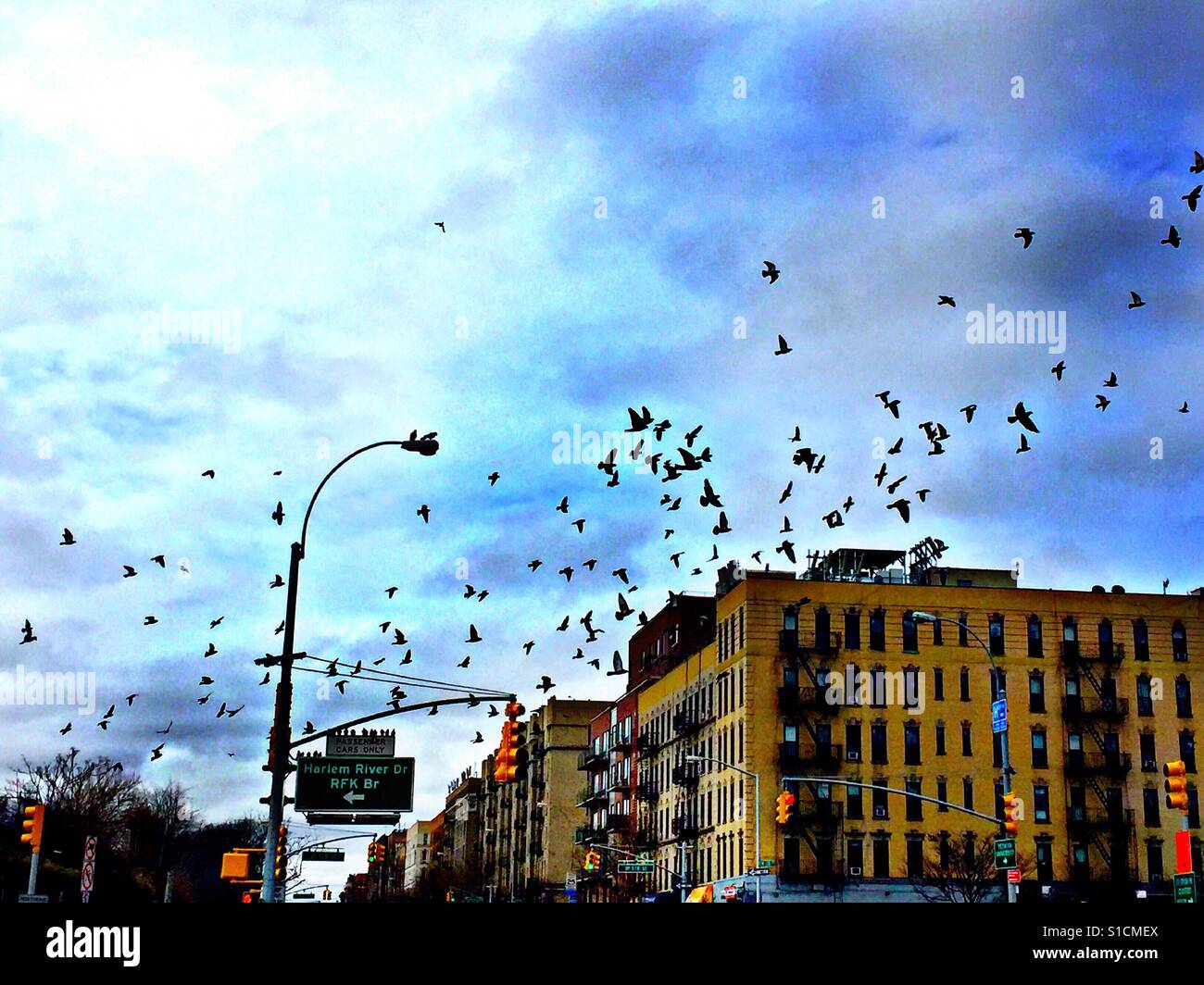 Not a remake of 'The Birds' but flocks of birds diving on the wind currents above the city before a storm Stock Photo