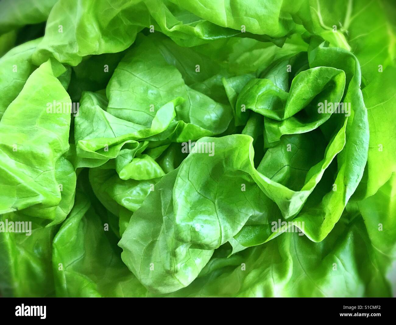 Bibb lettuce hires stock photography and images Alamy