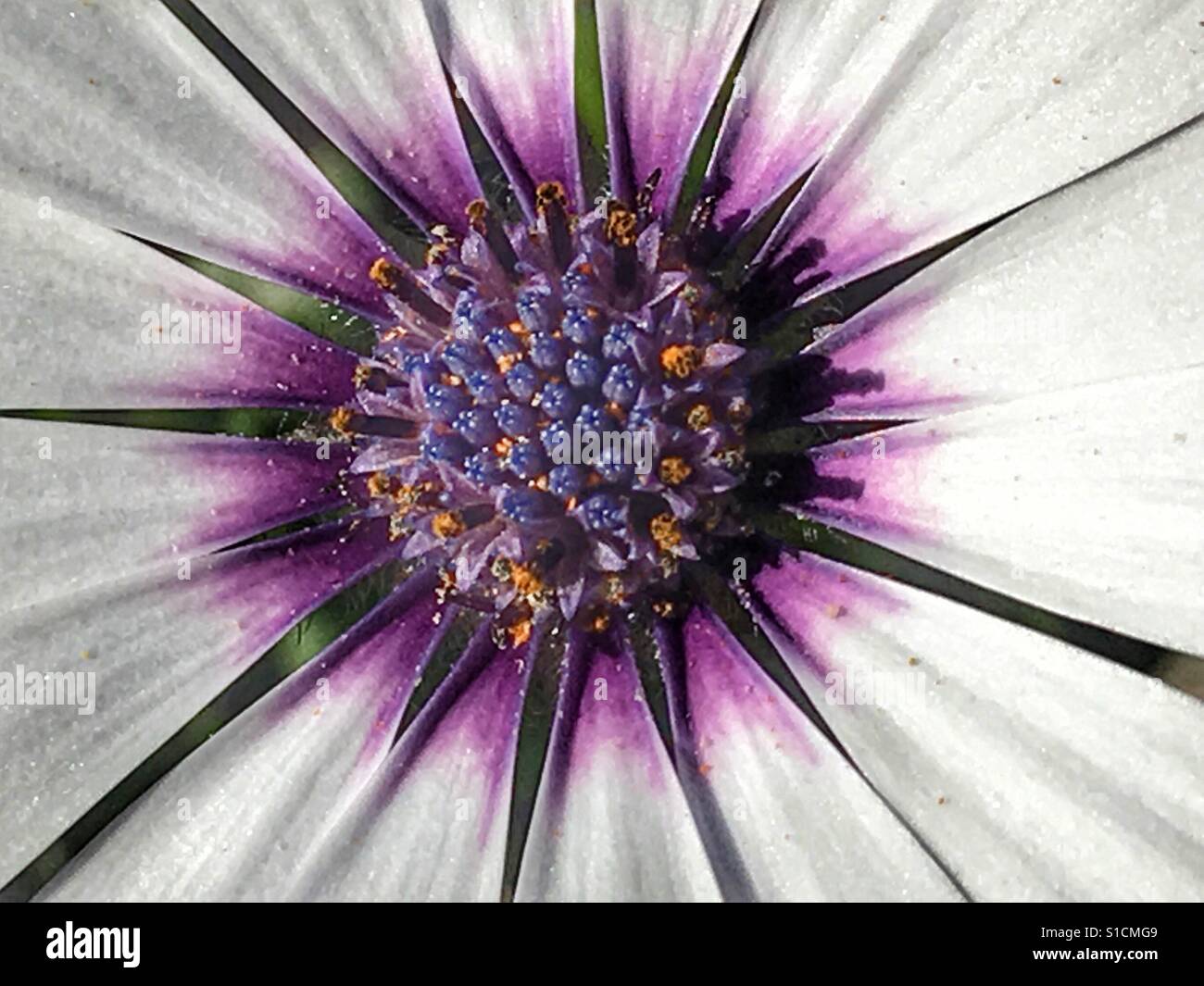 Osteospermum flower, macro - Smartphone Captured Stock Image