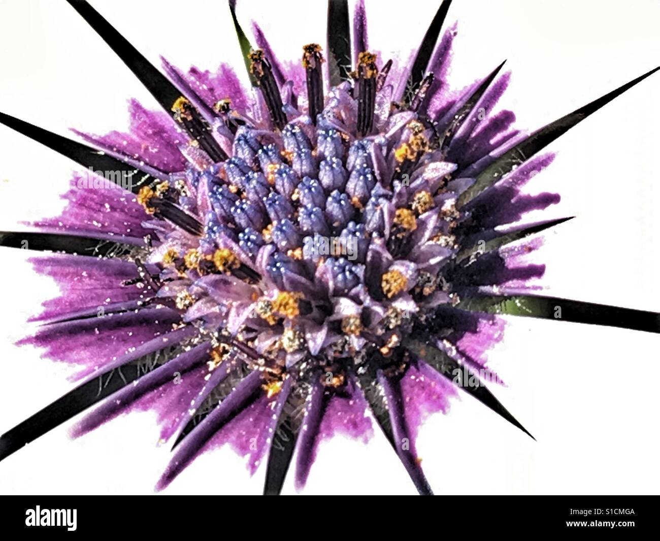 Osteospermum, macro - Smartphone Captured Stock Image