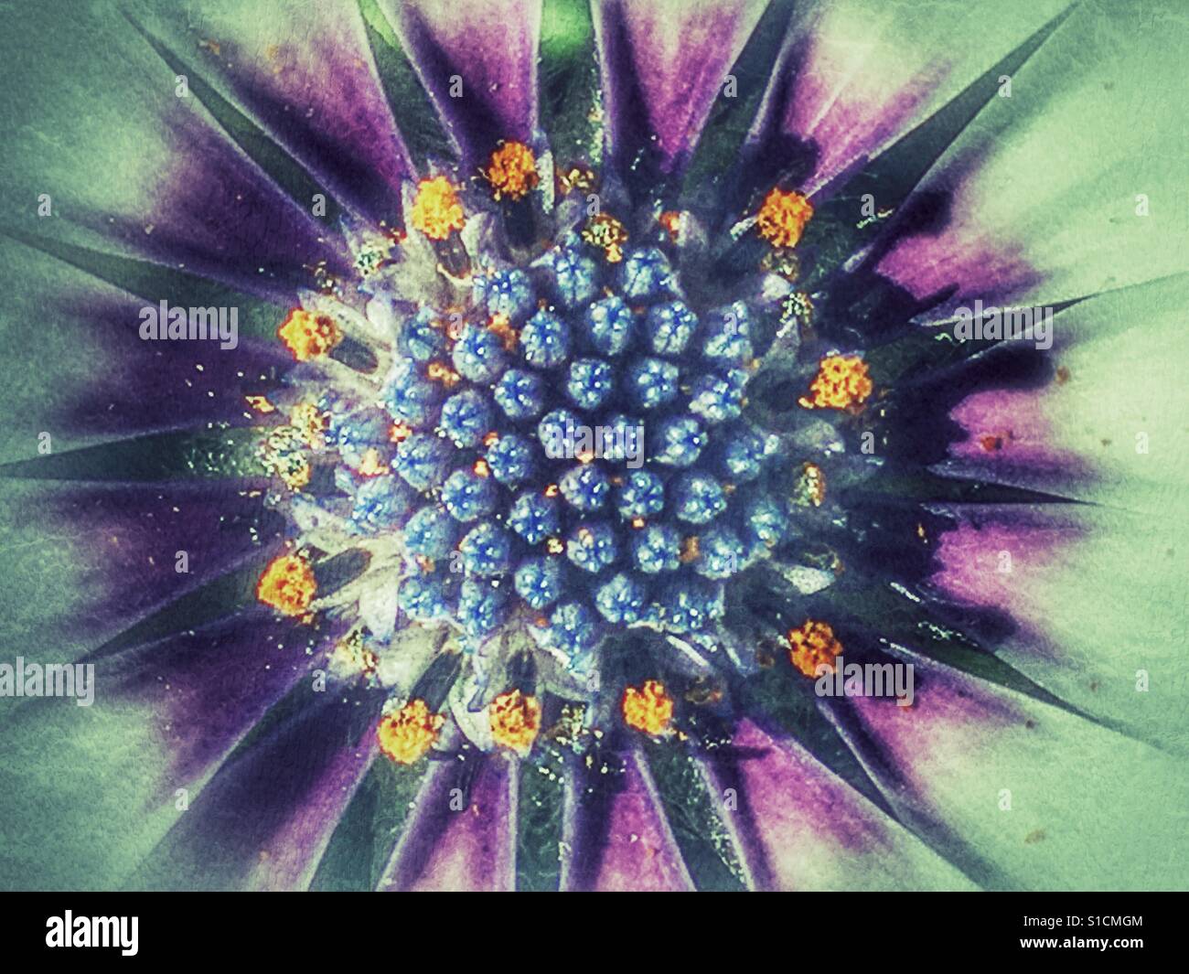 Osteospermum, flower macro - Smartphone Captured Stock Image