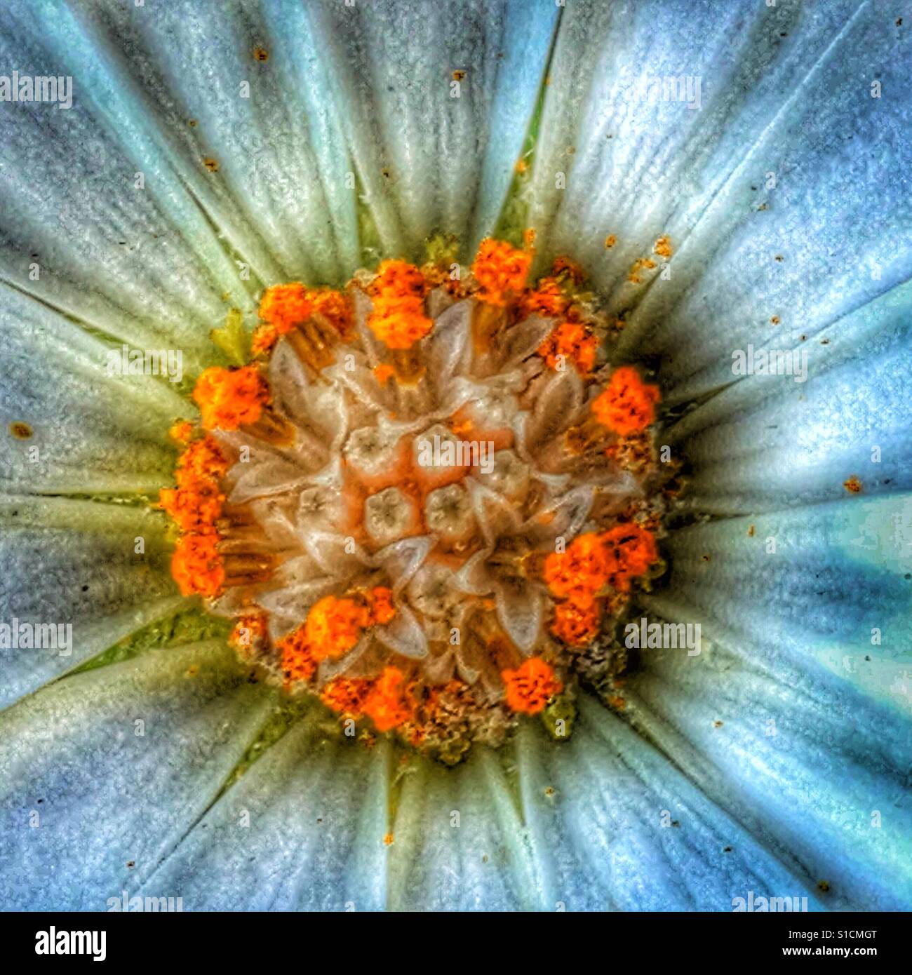 Osteospermum, flower macro - Smartphone Captured Stock Image