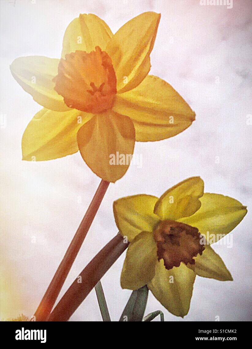 Hyacinth Time! - Smartphone Captured Stock Image