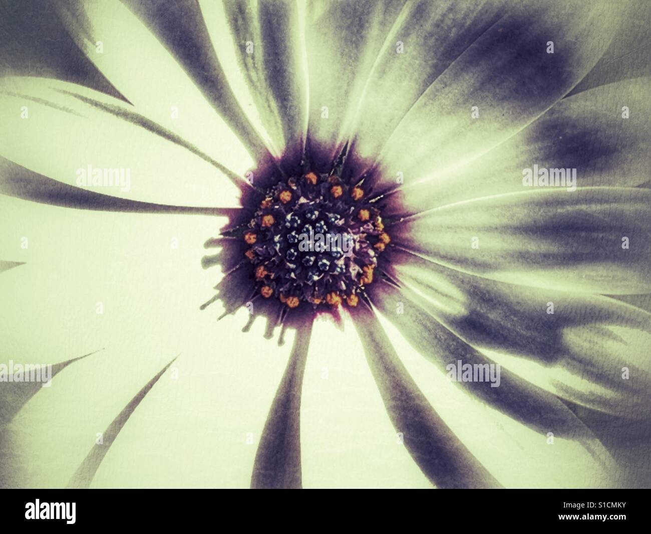 Osteospermum, flower macro - Smartphone Captured Stock Image