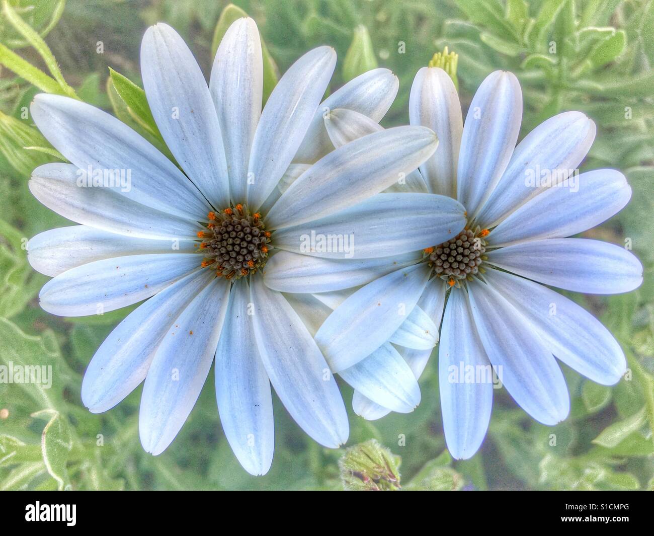 Osteospermum, two white daisies - Smartphone Captured Stock Image