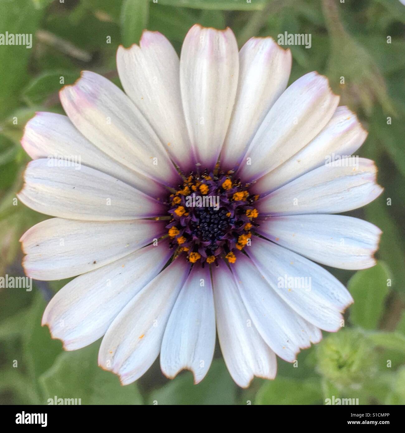Osteospermum, single white Daisy on a daisybush. - Smartphone Captured Stock Image