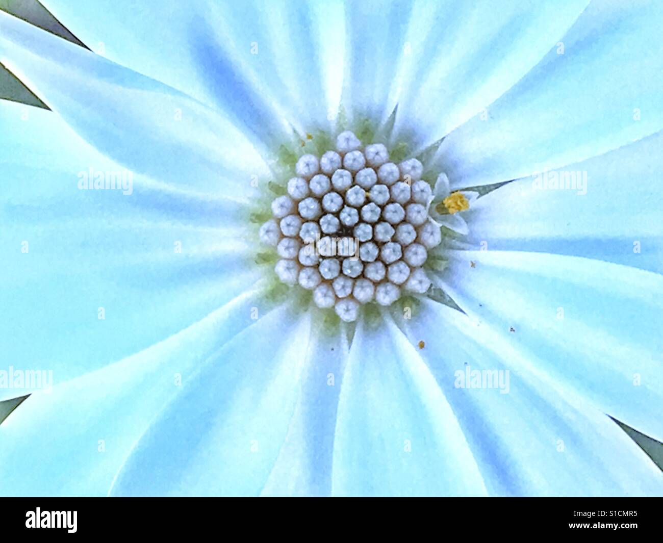 Osteospermum, flower macro - Smartphone Captured Stock Image