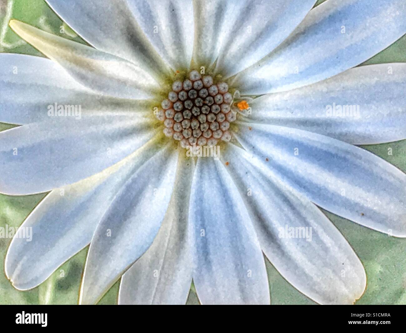 Osteospermum, white daisybush flower, macro - Smartphone Captured Stock Image