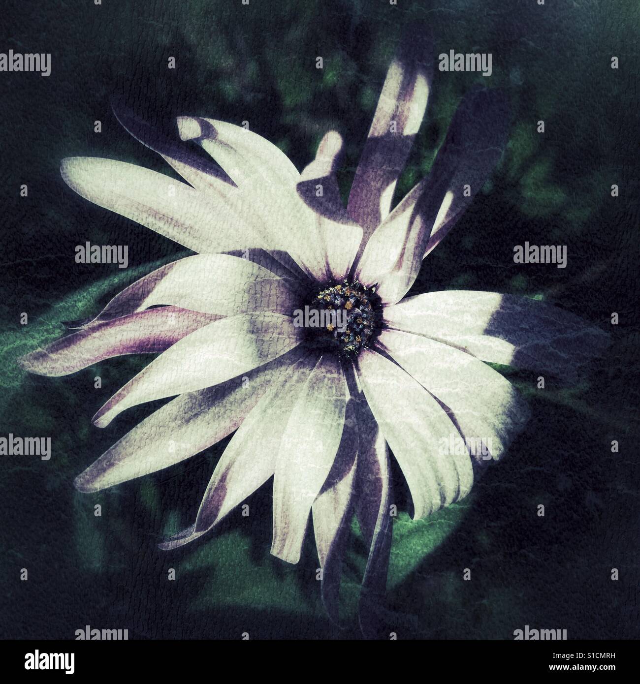 Osteospermum, daisy flower opening - Smartphone Captured Stock Image
