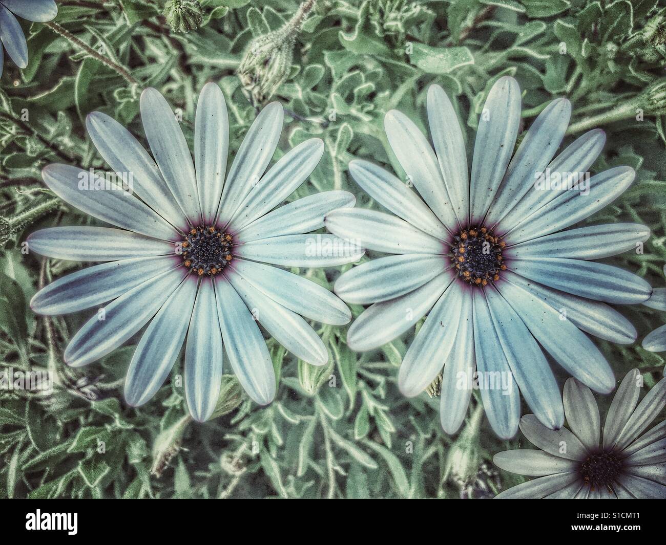 Osteospermum, Daisy bush - Smartphone Captured Stock Image