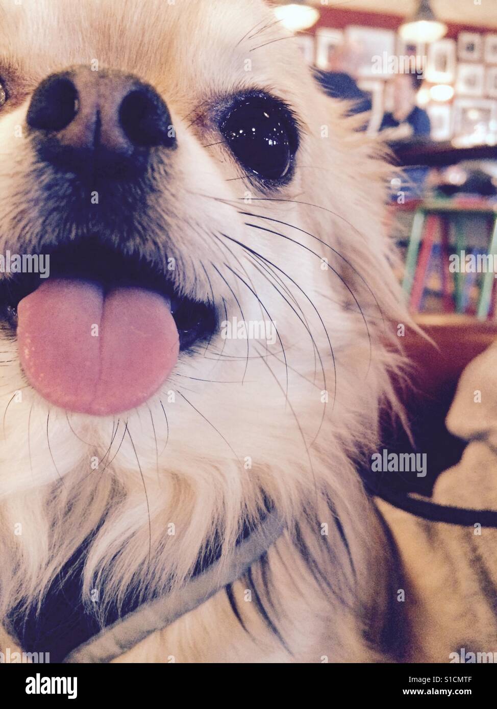 Chihuahua tongue out hires stock photography and images Alamy