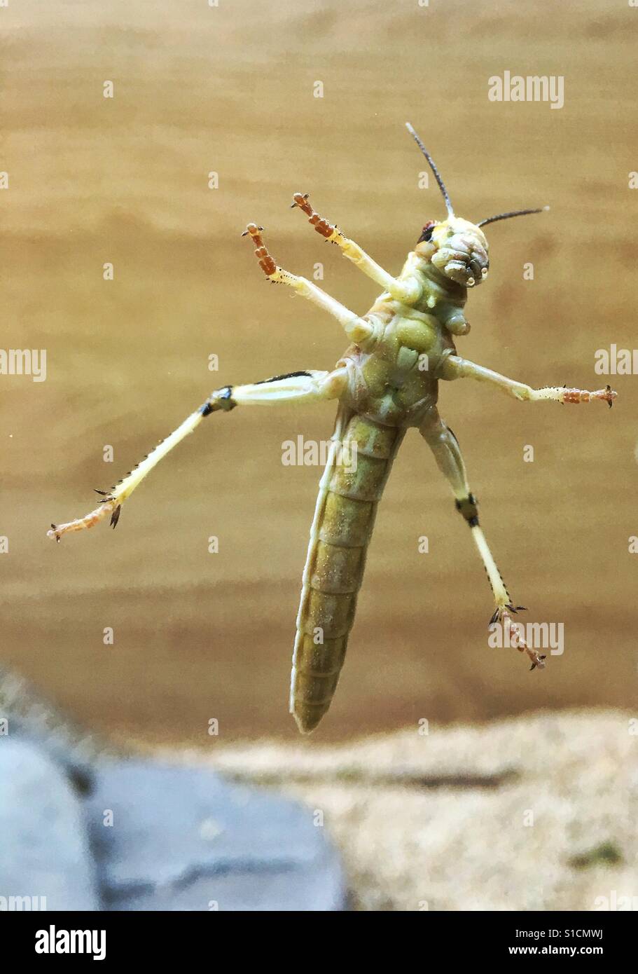 Locust attemting to climb up a glass door. Stock Photo
