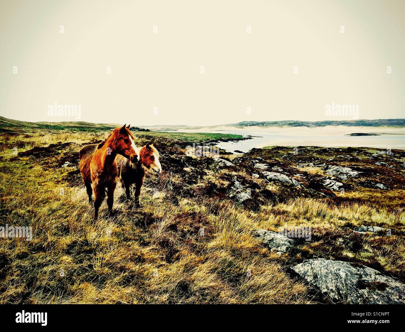 Wild ponies in Donegal Ireland - Smartphone Captured Stock Image
