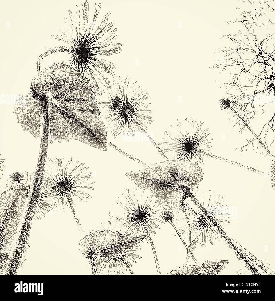 Black and White daisies. - Smartphone Captured Stock Image