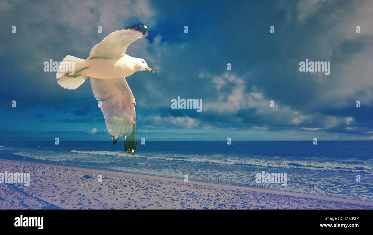 Seagull flying over sunny beach. Double exposure composition. Room for copy. - Smartphone Captured Stock Image
