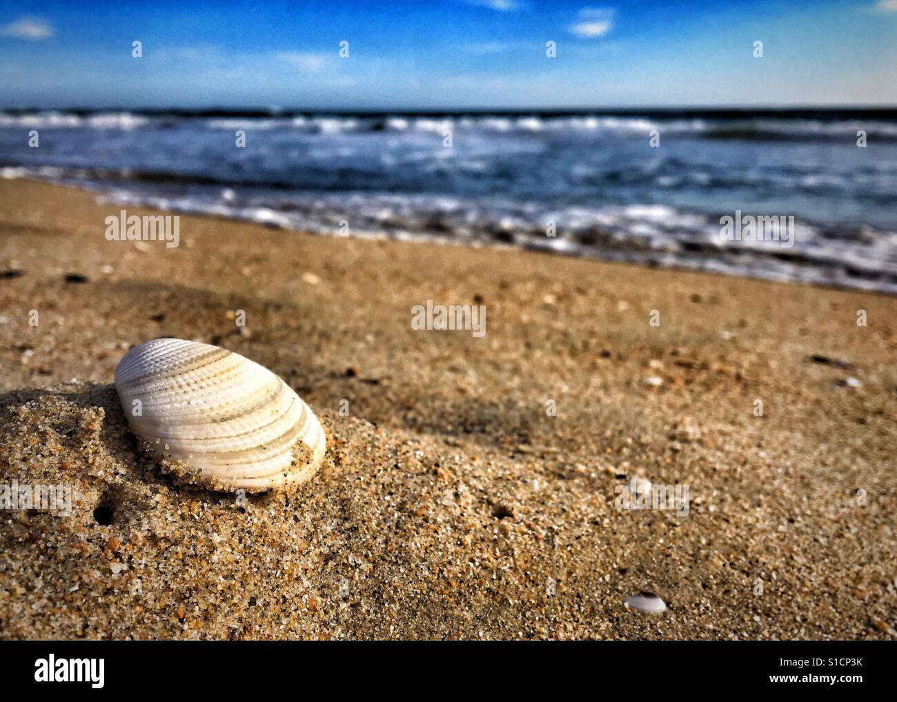 Seashell sits in focus on the sandy beach with ocean and blue sky in the background. - Smartphone Captured Stock Image