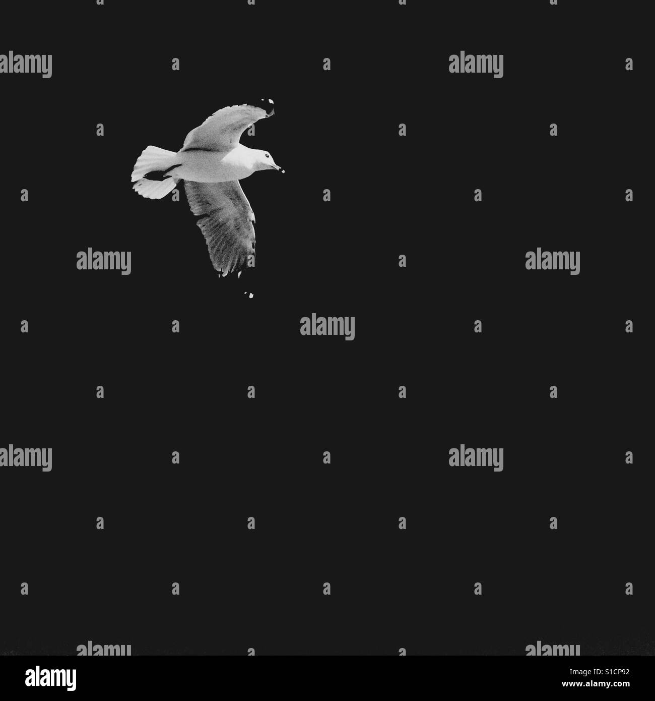 Seagull flying. Square crop. Low exposure. - Smartphone Captured Stock Image