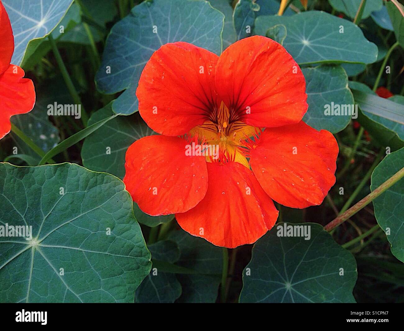 Bright red flower!!! Stock Photo Alamy