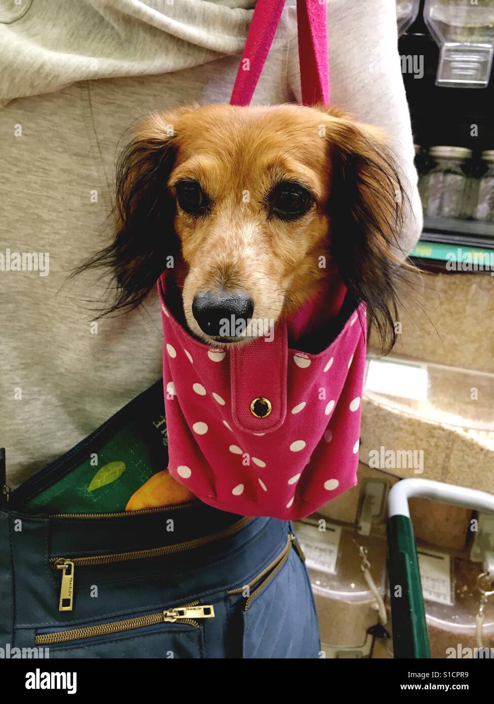 Doggie purse - Smartphone Captured Stock Image