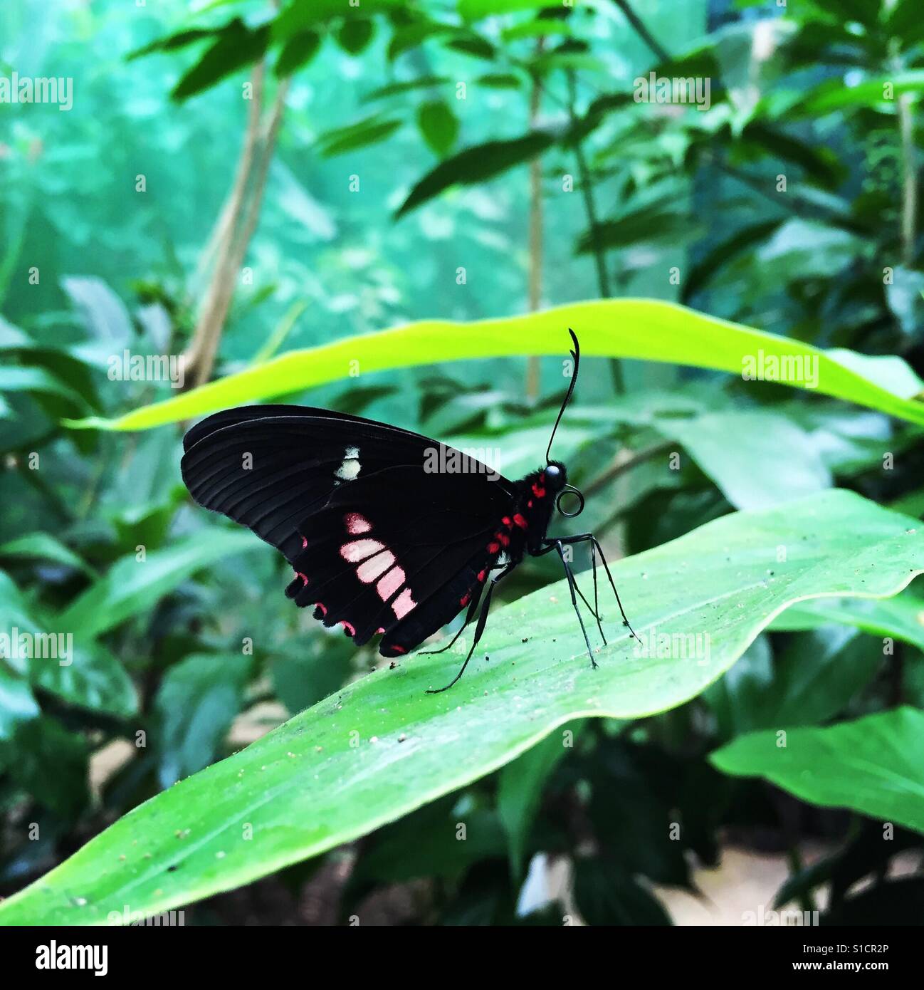 Closeup of a beautiful butterfly in Roatan, Honduras Stock Photo Alamy
