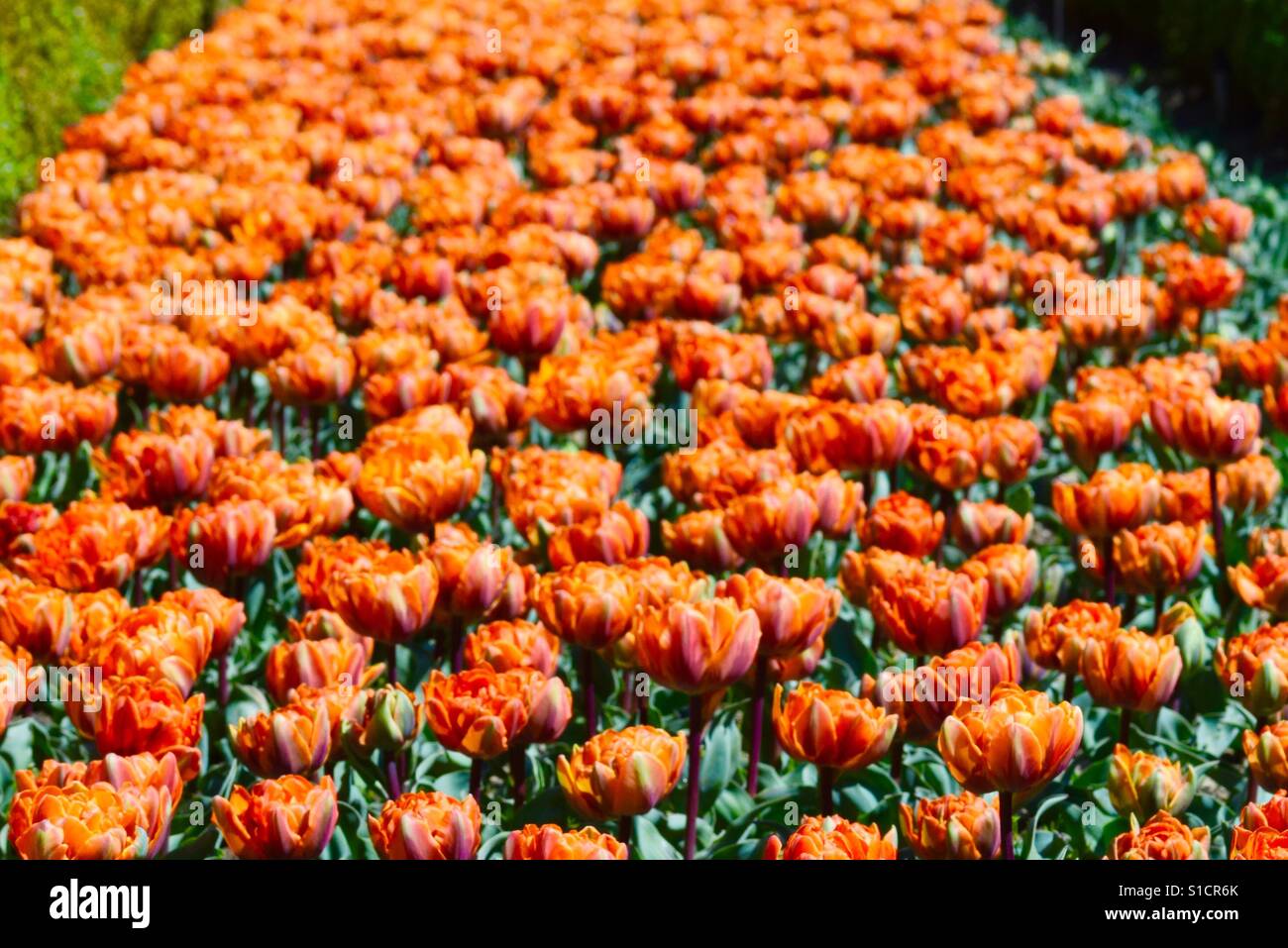 Tulips in orange - Smartphone Captured Stock Image