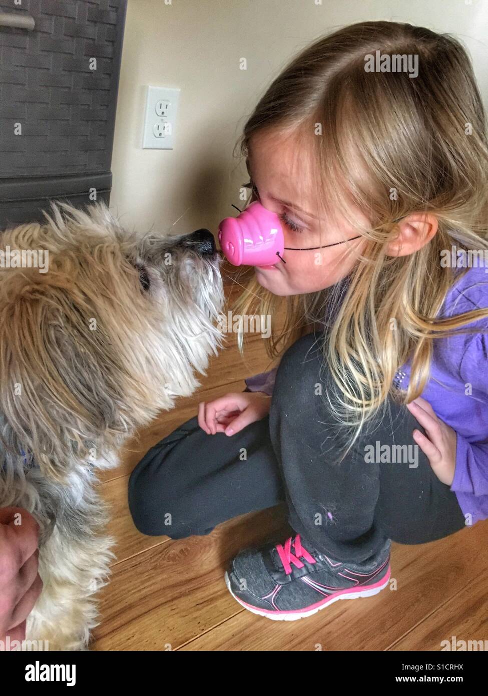 A dog investigates a girl wearing a pig nose. Stock Photo