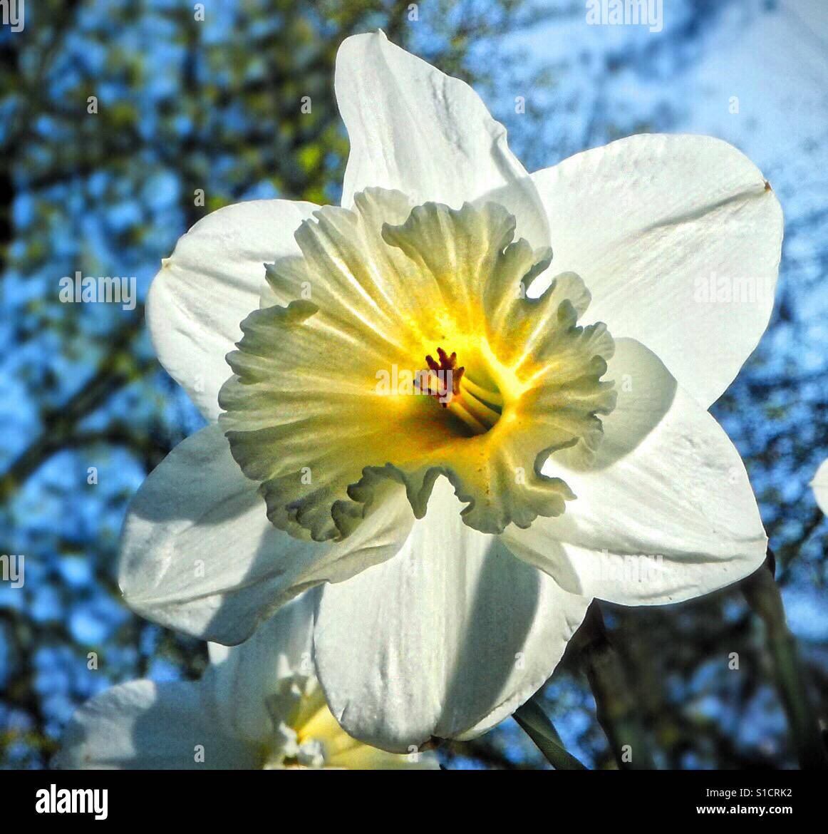 Hyacinth Time! - Smartphone Captured Stock Image