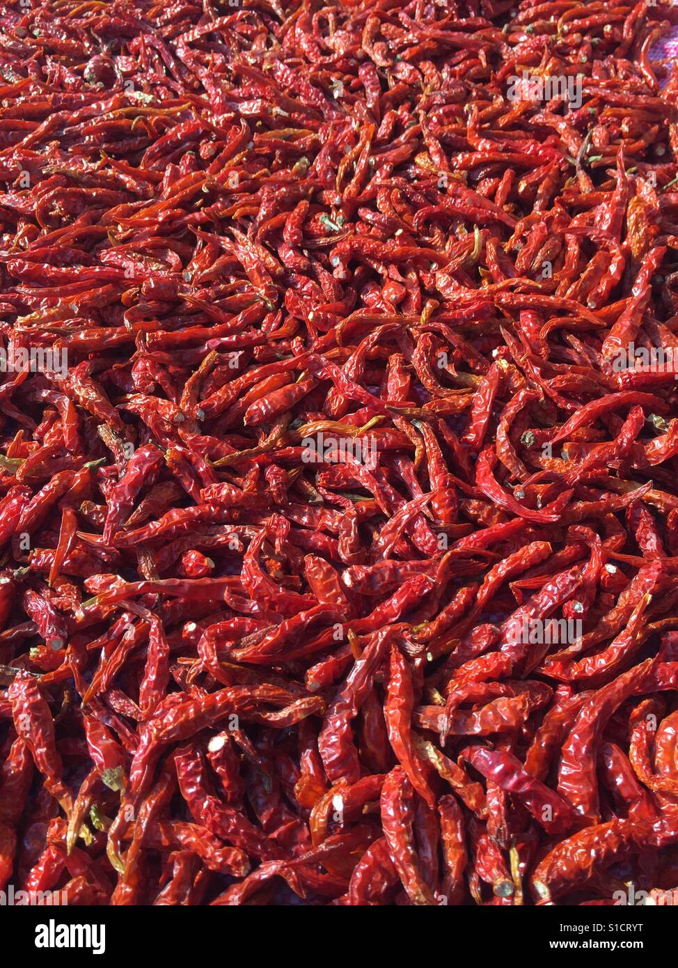 Peppers drying in the sun in village on Mon Cham Mountain, Chiang Mai, Thailand. Stock Photo