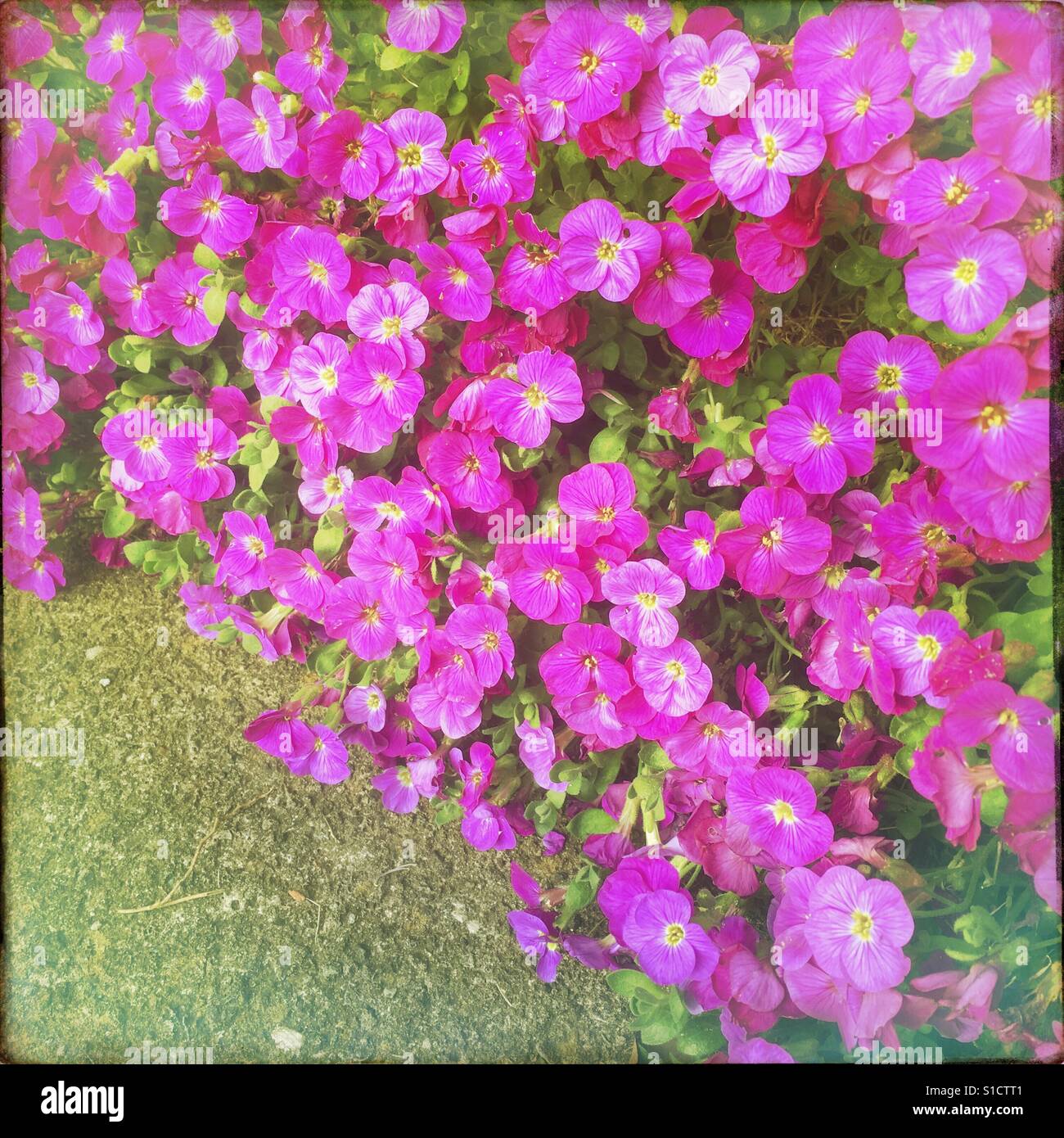 Aubrecia flowers Stock Photo