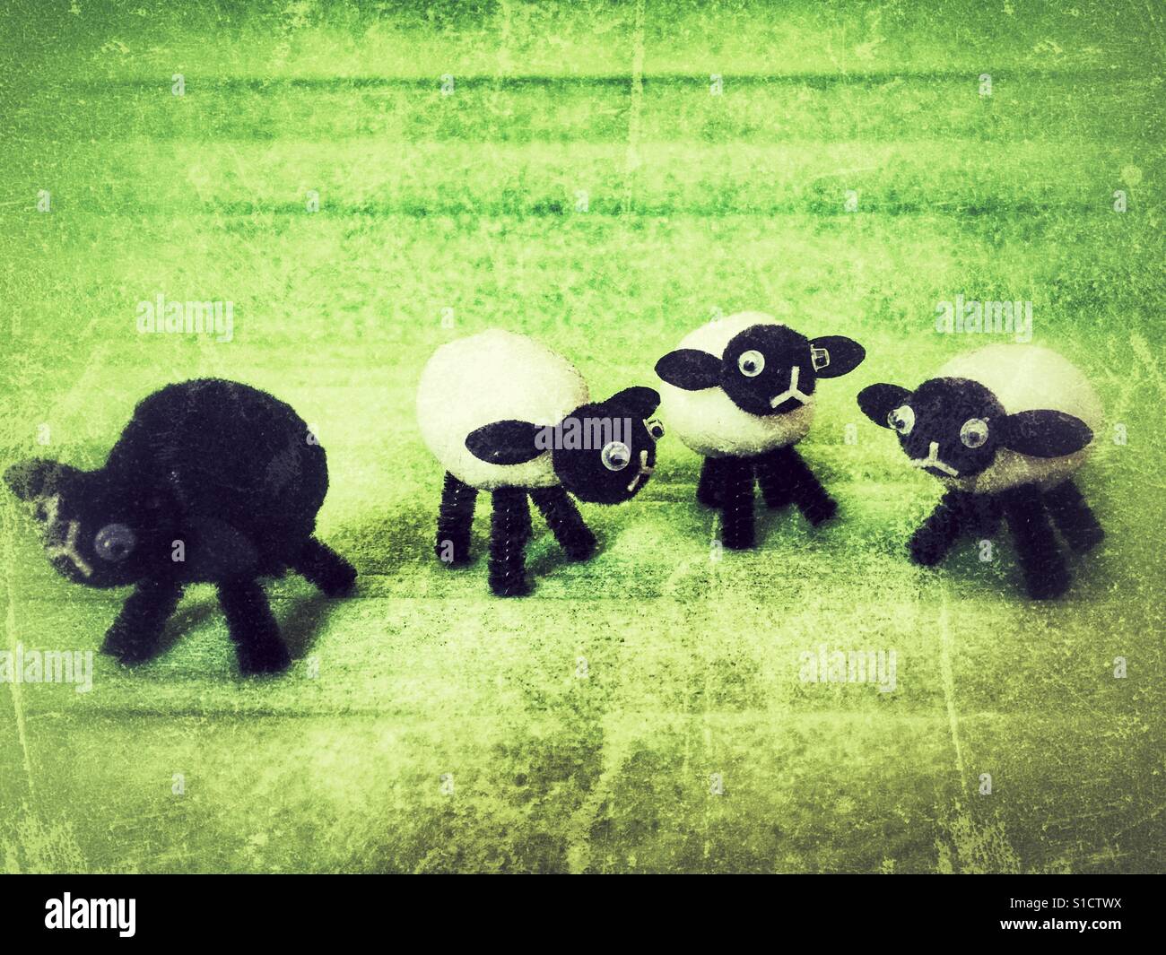 Black sheep and three white sheep Stock Photo Alamy