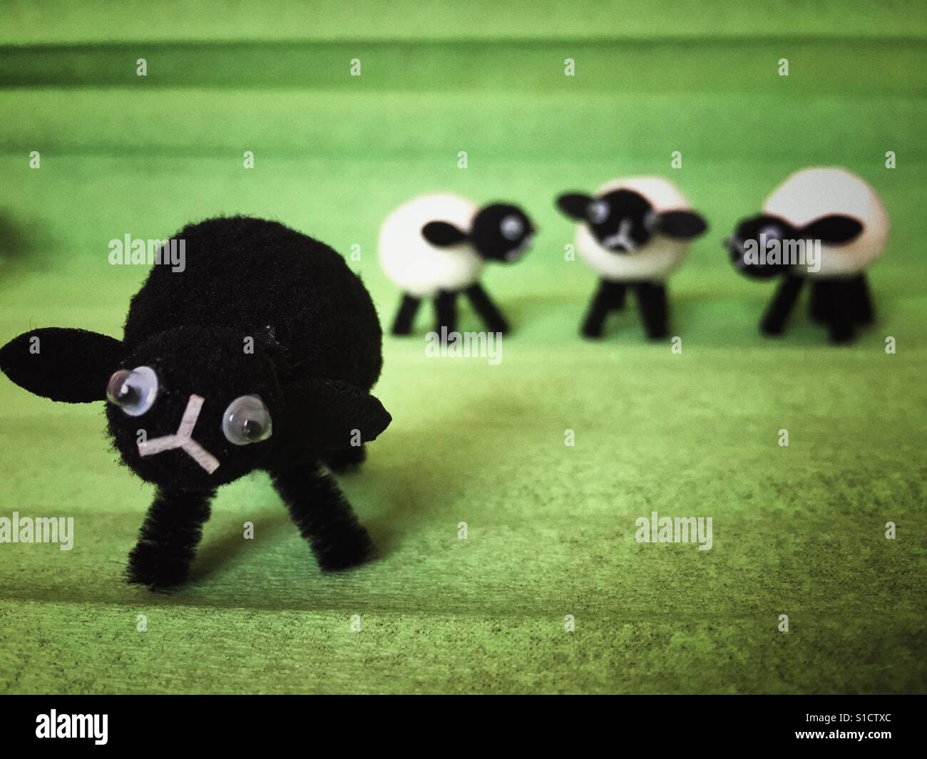 Black sheep and three white sheep - Smartphone Captured Stock Image