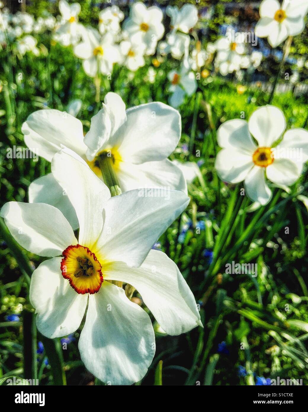 Narcissus flowers. - Smartphone Captured Stock Image