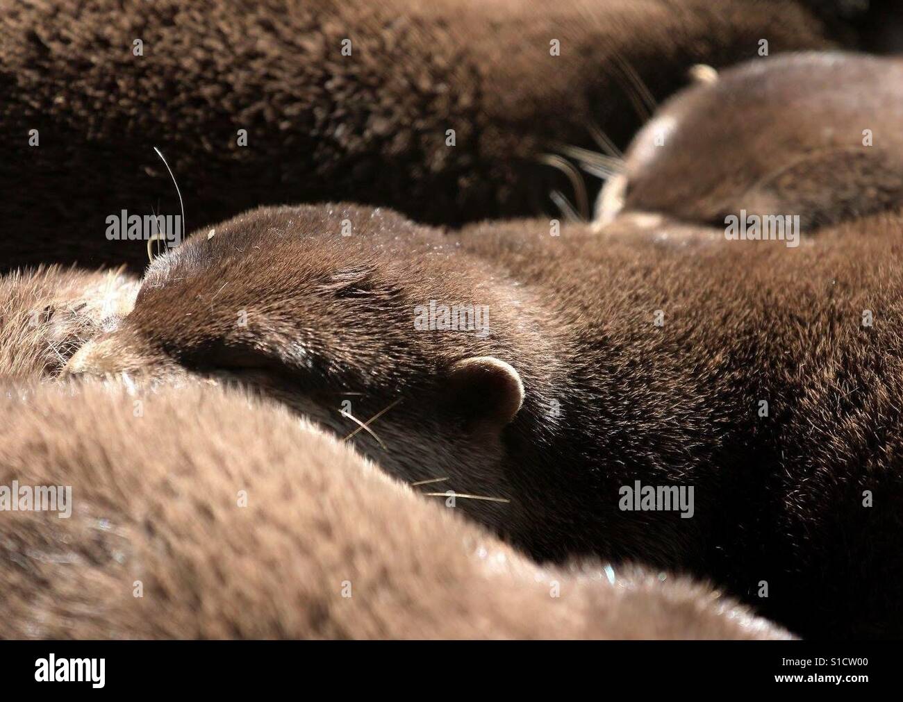 Baby Otters Sleeping - Smartphone Captured Stock Image