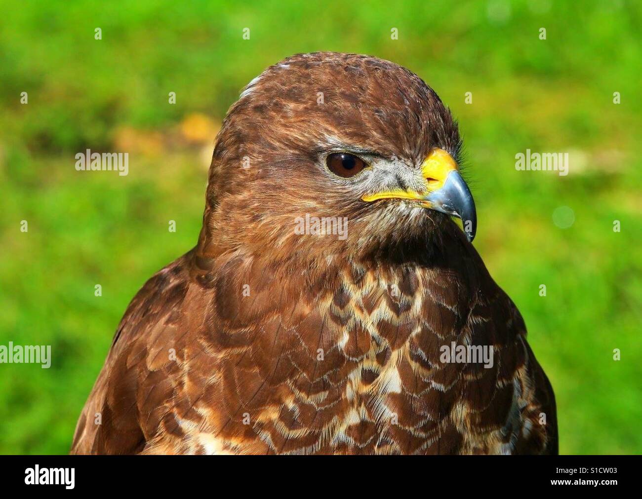 Hawk Portrait - Smartphone Captured Stock Image