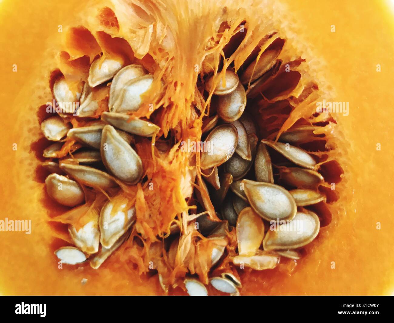 Butternut squash seeds Stock Photo Alamy
