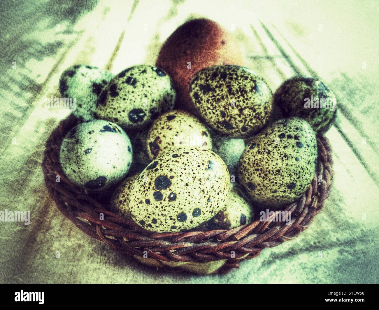 Basket of quail's eggs with one chicken's egg Stock Photo Alamy