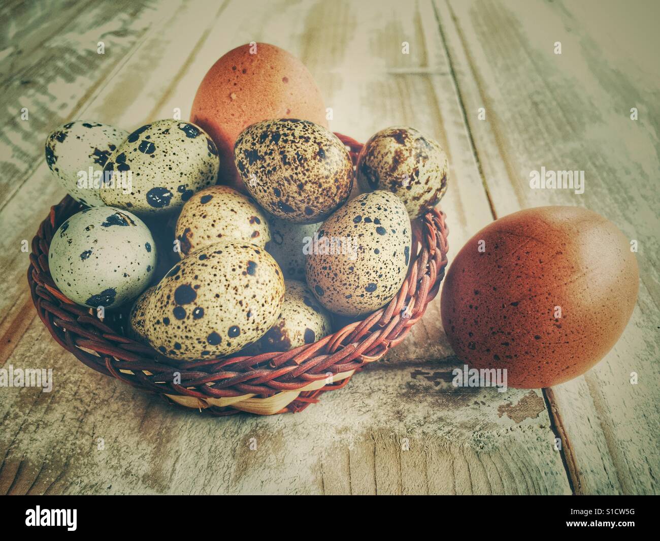 Quail's eggs and chicken's eggs Stock Photo