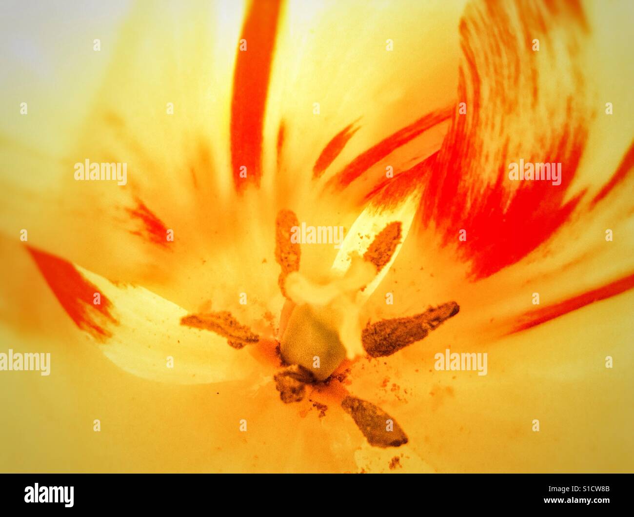 Yellow tulip flower close up Stock Photo - Alamy