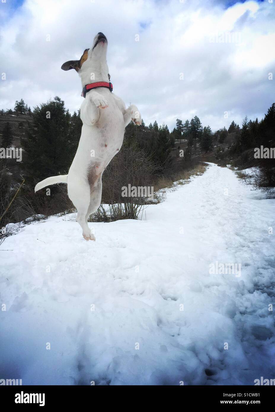 Dog jumping up trying to catch a snow ball. Portrait. Room for copy. - Smartphone Captured Stock Image