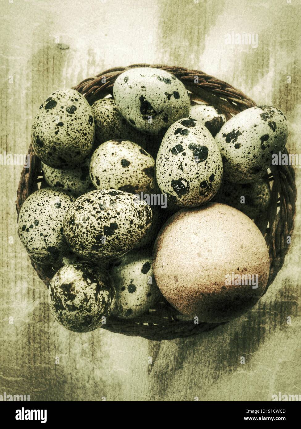 Quail's eggs and a chicken egg in a basket - Smartphone Captured Stock Image