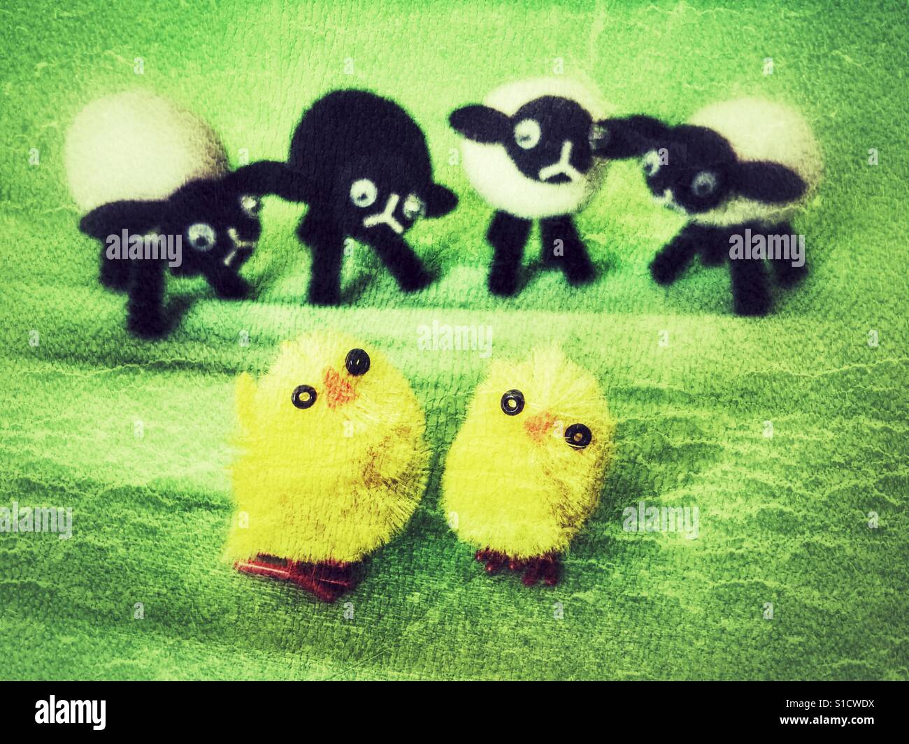 Chicks and sheep - Smartphone Captured Stock Image