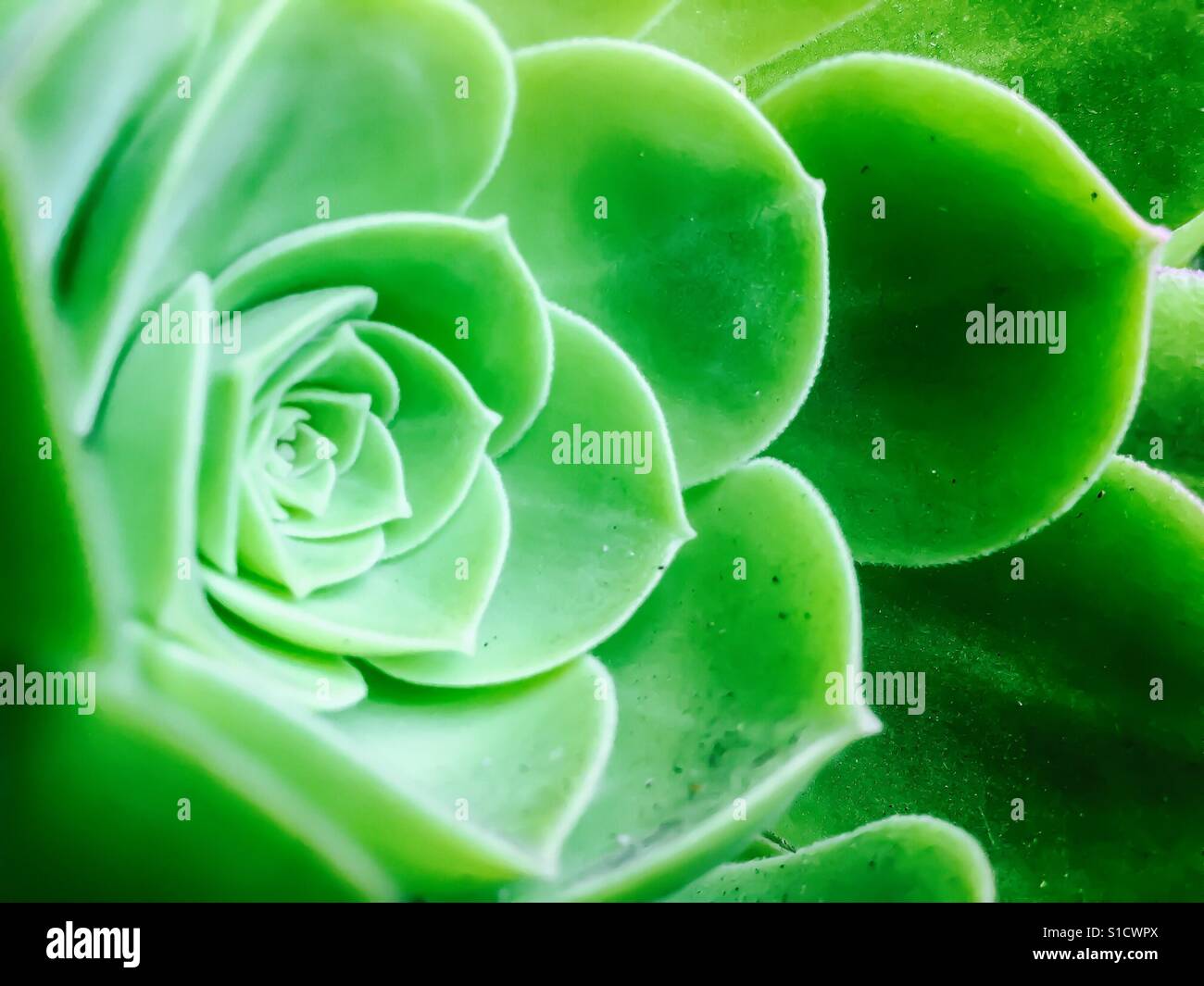 Round succulent plant close up Stock Photo